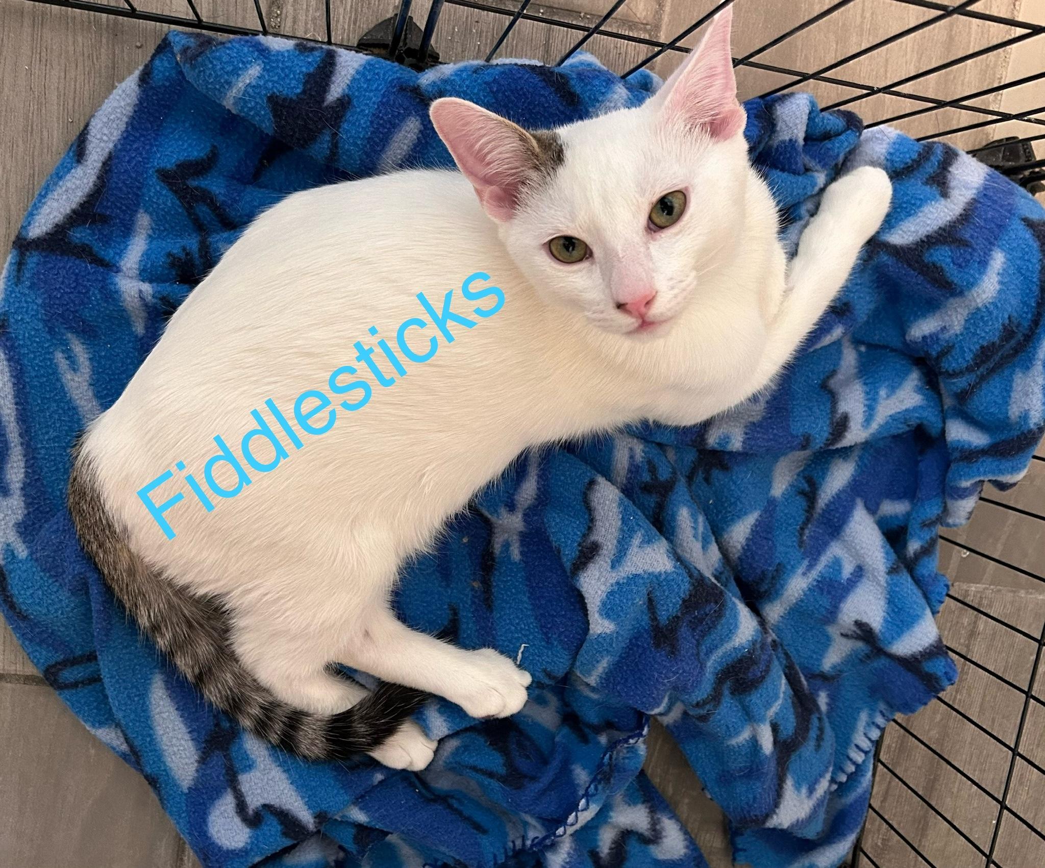 Fiddlesticks, Adopted, Young Male Domestic Short Hair.