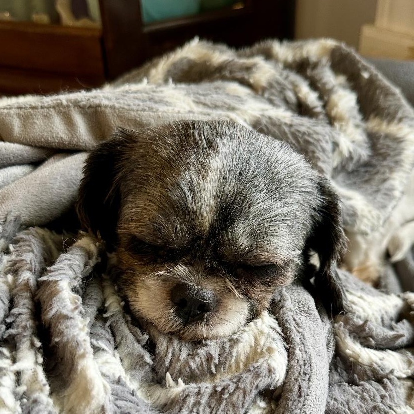 Gemma Rae, Adoptable, Adult Female Shih Tzu.