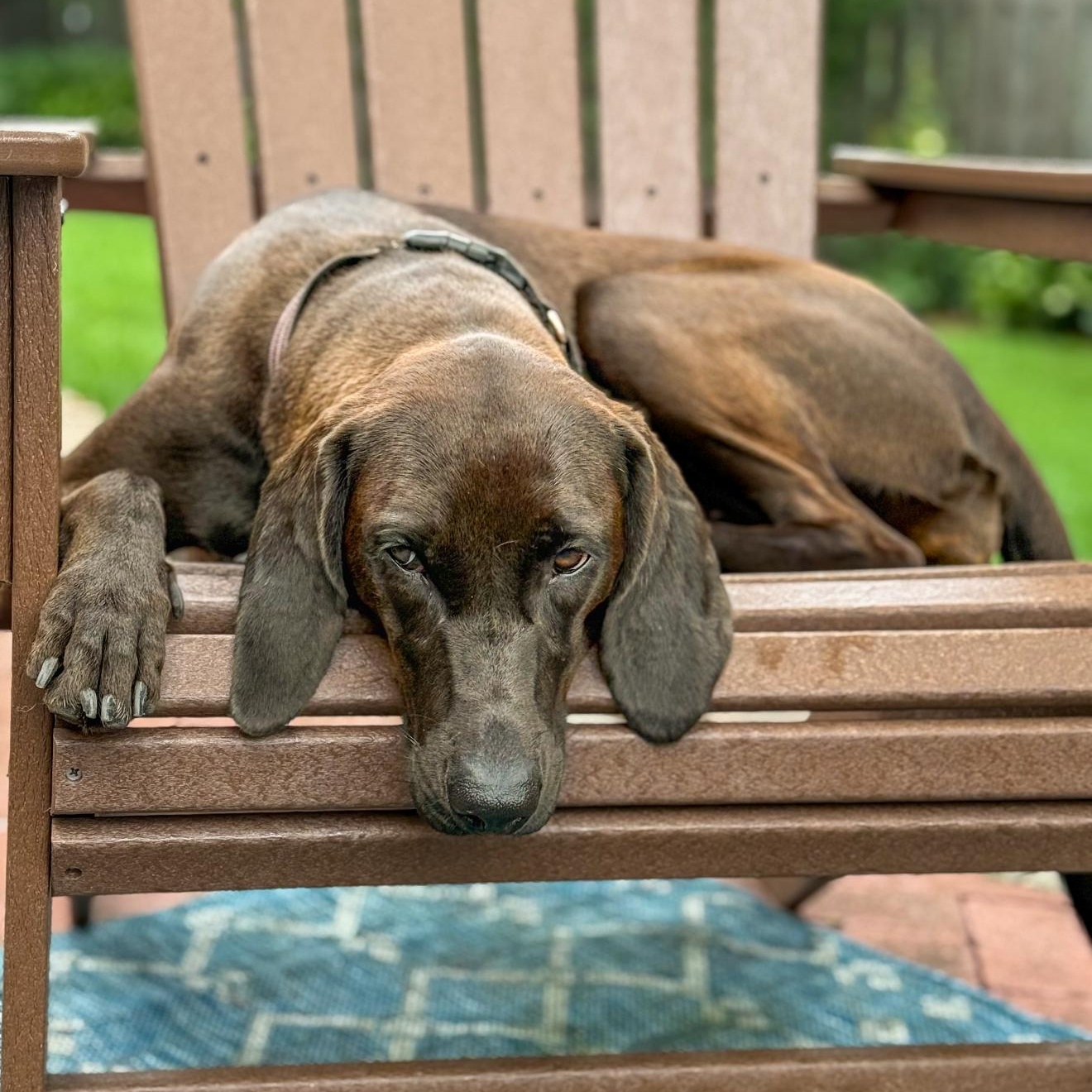 Enlarge Molly, a Adoptable mixed breed in Fishkill, NY image 3/6