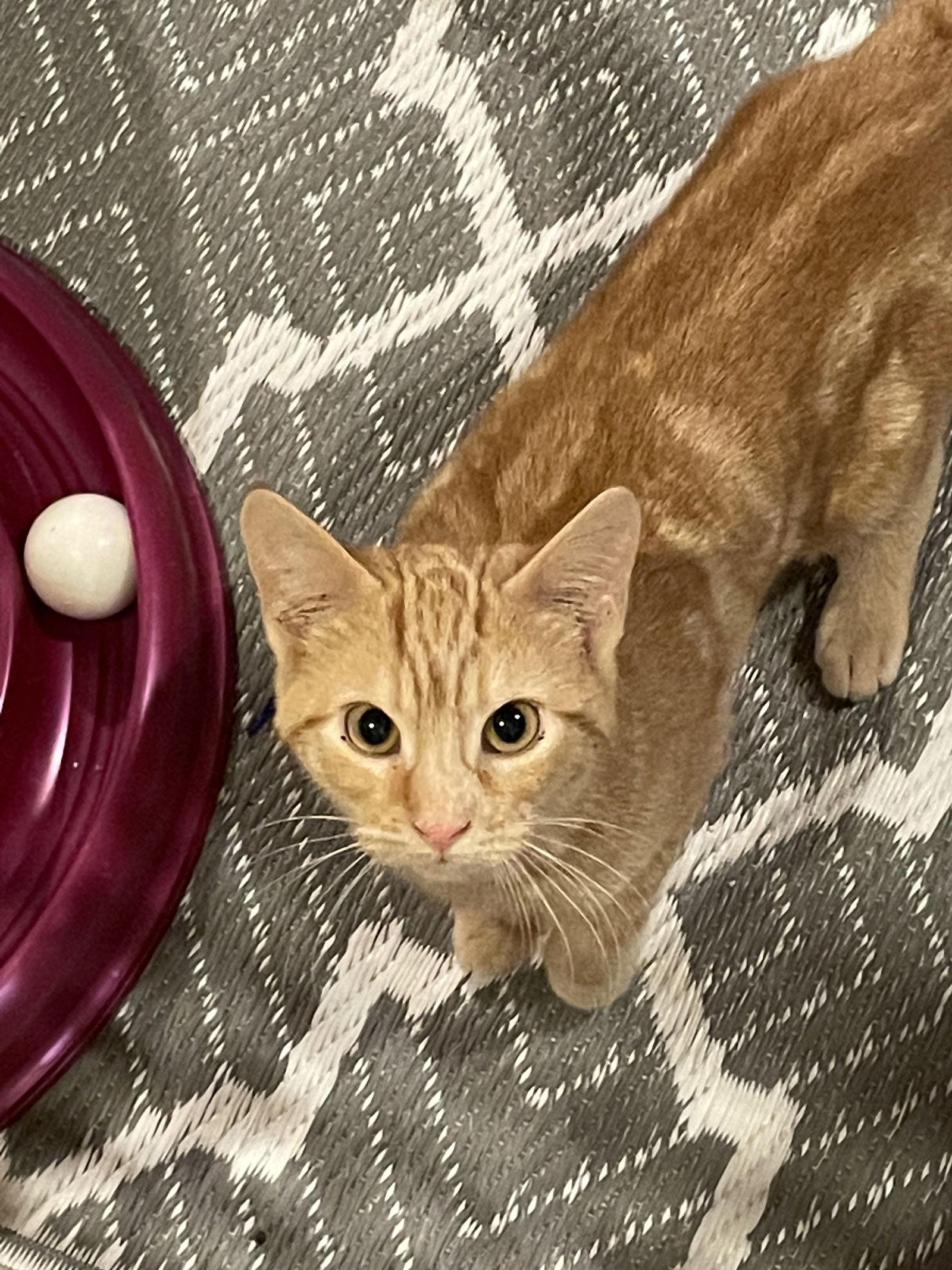 Curry-BARN PLACEMENT NEEDED, Adoptable, Adult Female Domestic Short Hair & Tabby.