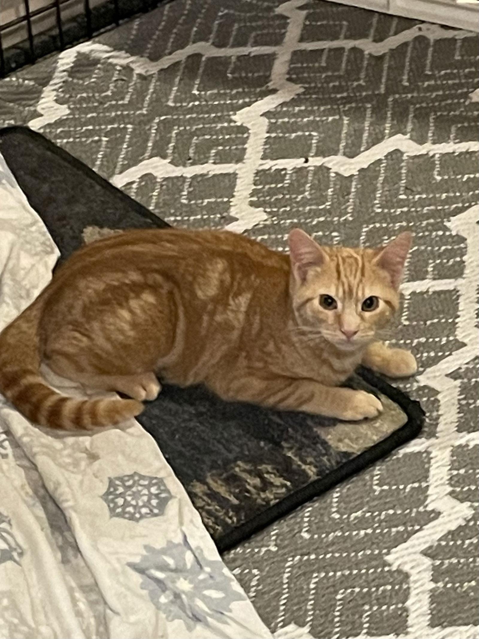 Curry-BARN PLACEMENT NEEDED, a Adoptable mixed breed in Spring City, PA image 3/5