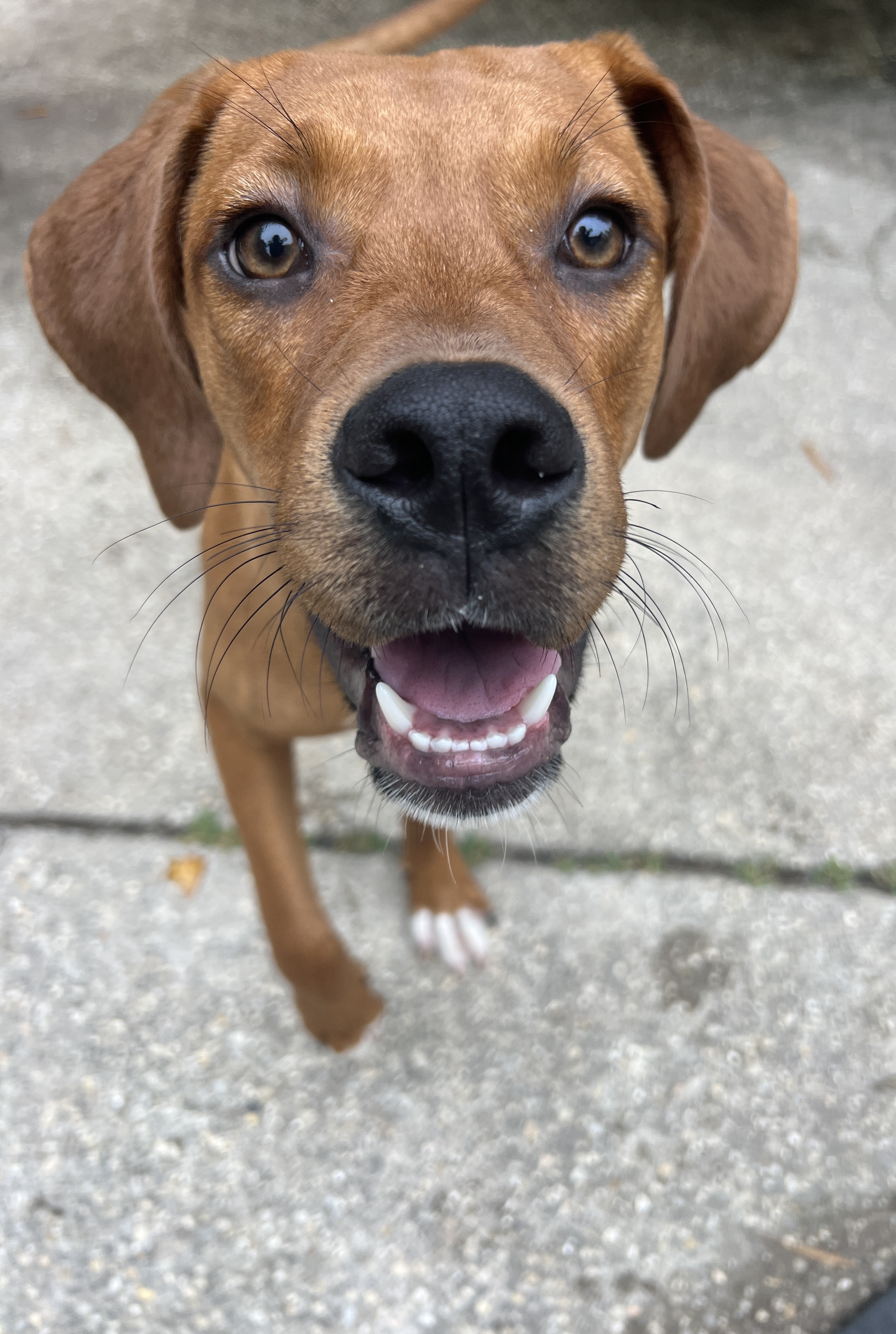 Apollo
