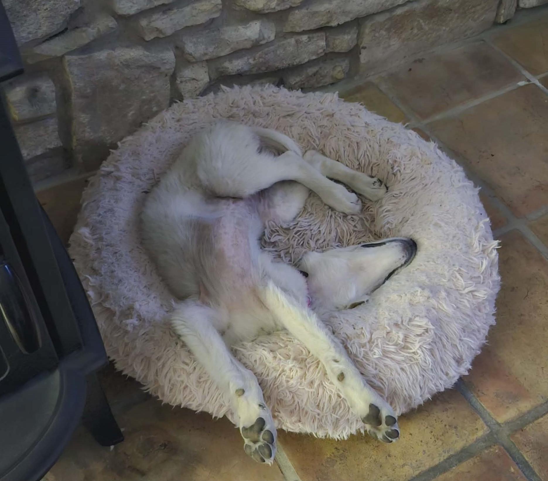 Maisy, a Adoptable mixed breed in Buffalo, NY image 4/6