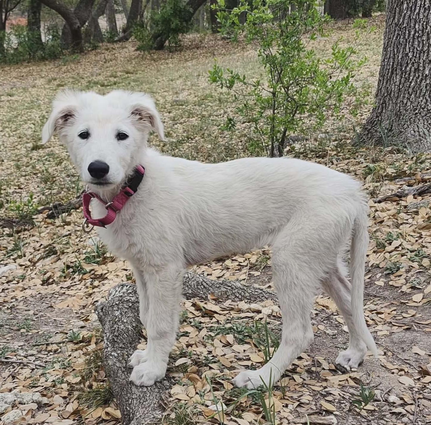 Maisy, a Adoptable mixed breed in Buffalo, NY image 2/6