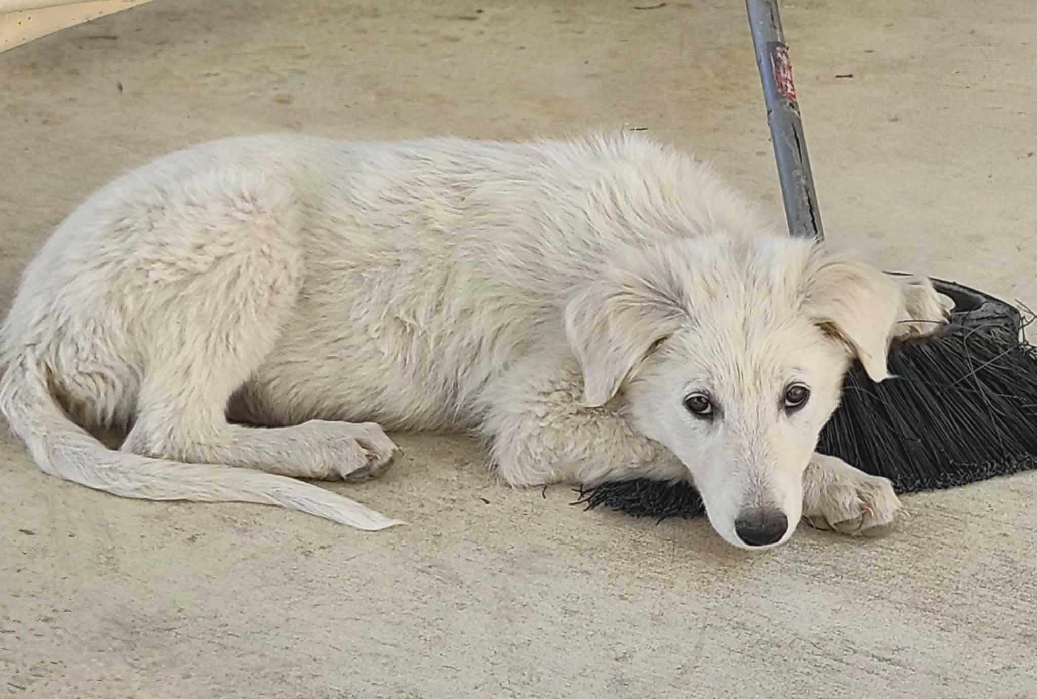Maisy, a Adoptable mixed breed in Buffalo, NY image 5/6