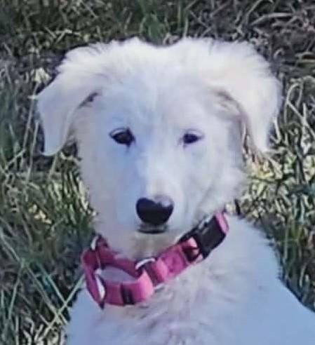 Maisy, a Adoptable mixed breed in Buffalo, NY image 1/6