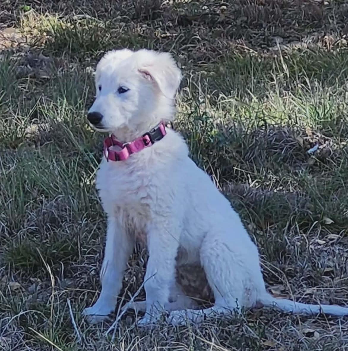 Maisy, a Adoptable mixed breed in Buffalo, NY image 6/6