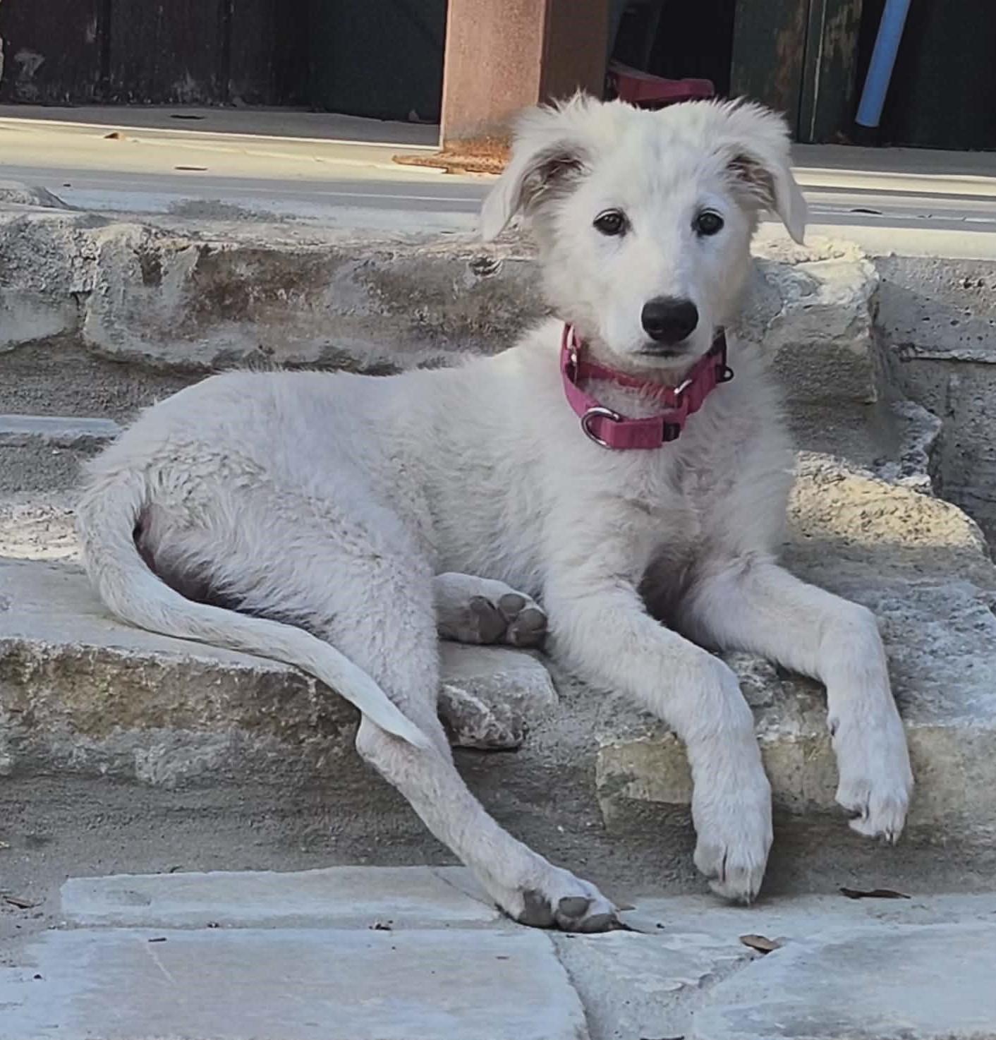 Maisy, a Adoptable mixed breed in Buffalo, NY image 3/6