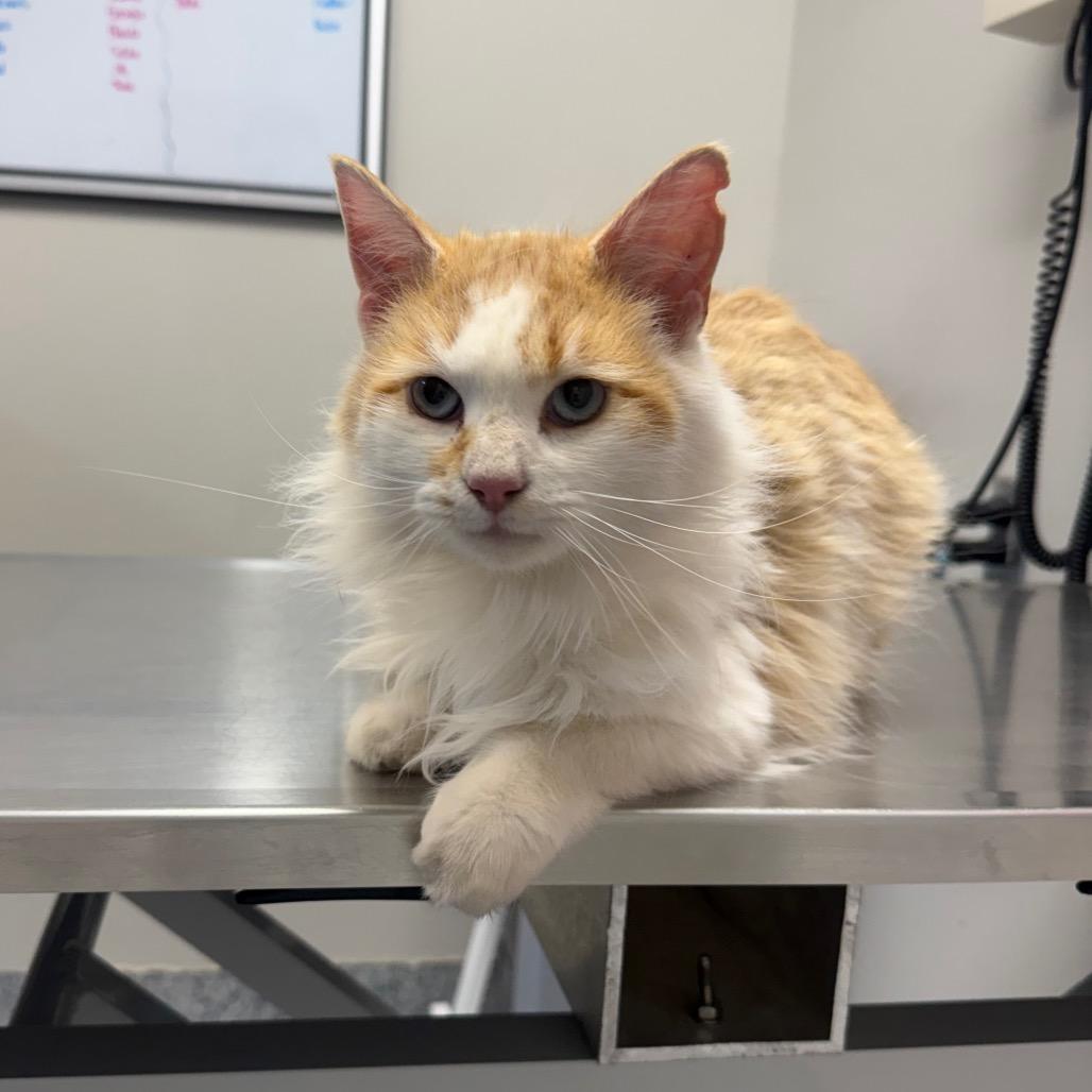 Phoenix, Adoptable, Adult Male Domestic Long Hair.