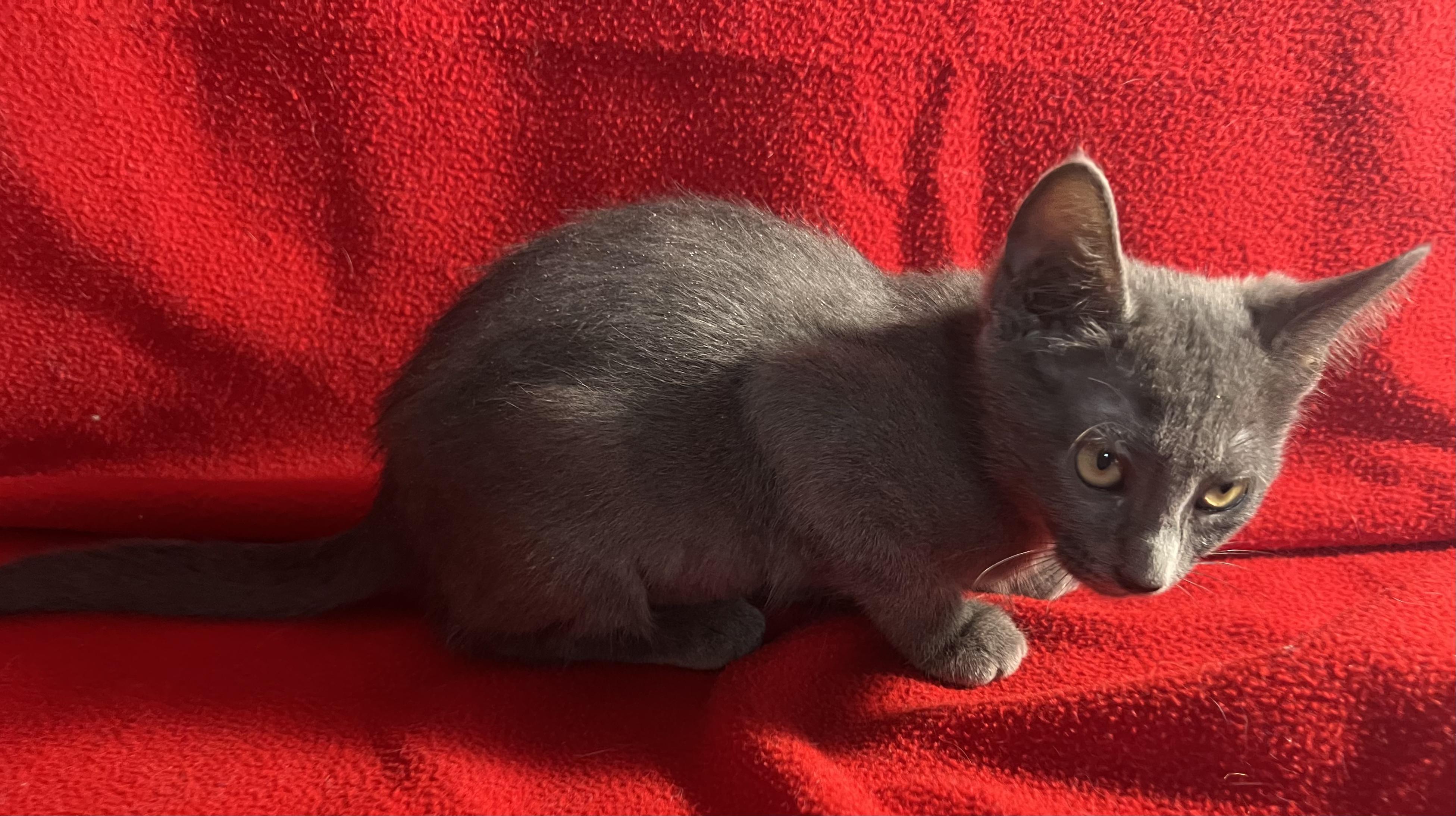 Pebbles-Portofino PetSmart