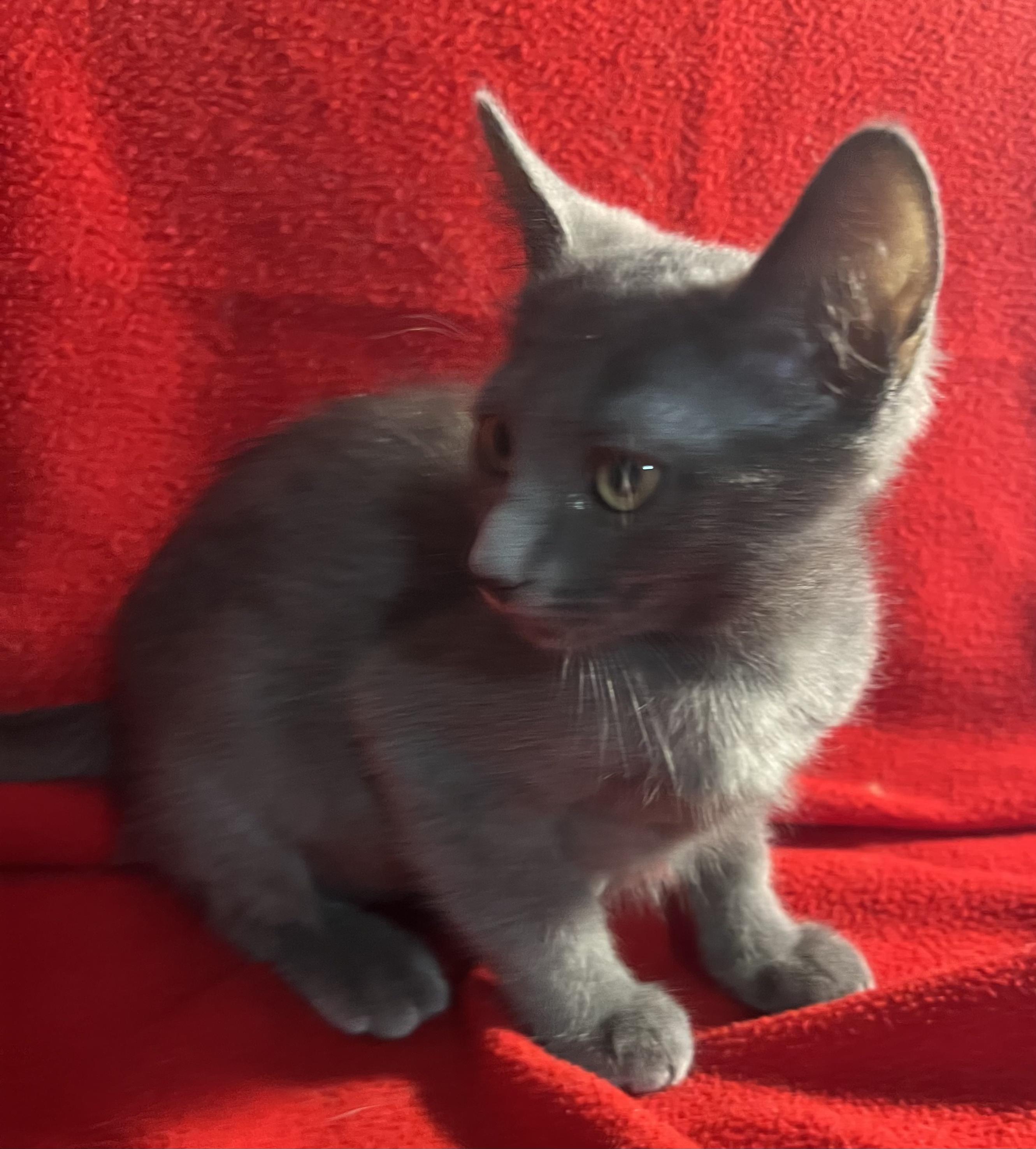 Pebbles-Portofino PetSmart