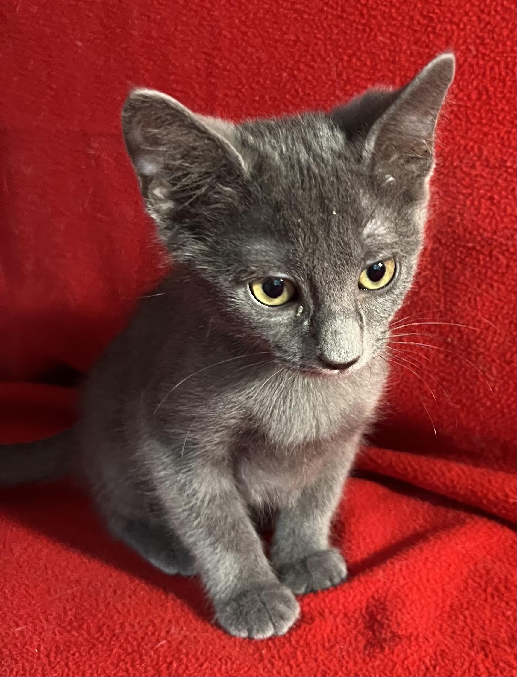 Pebbles-Portofino PetSmart