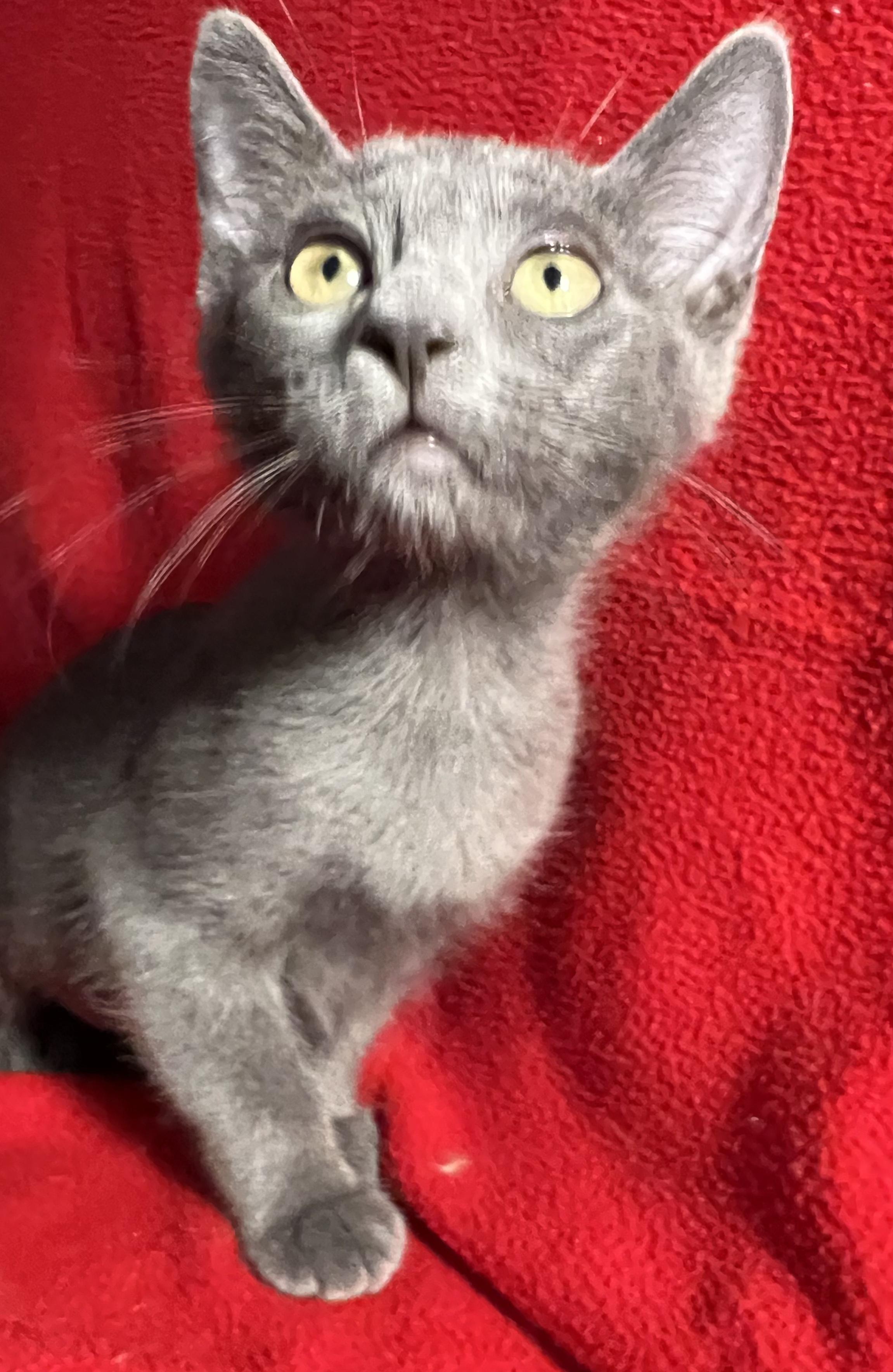 Pebbles-Portofino PetSmart