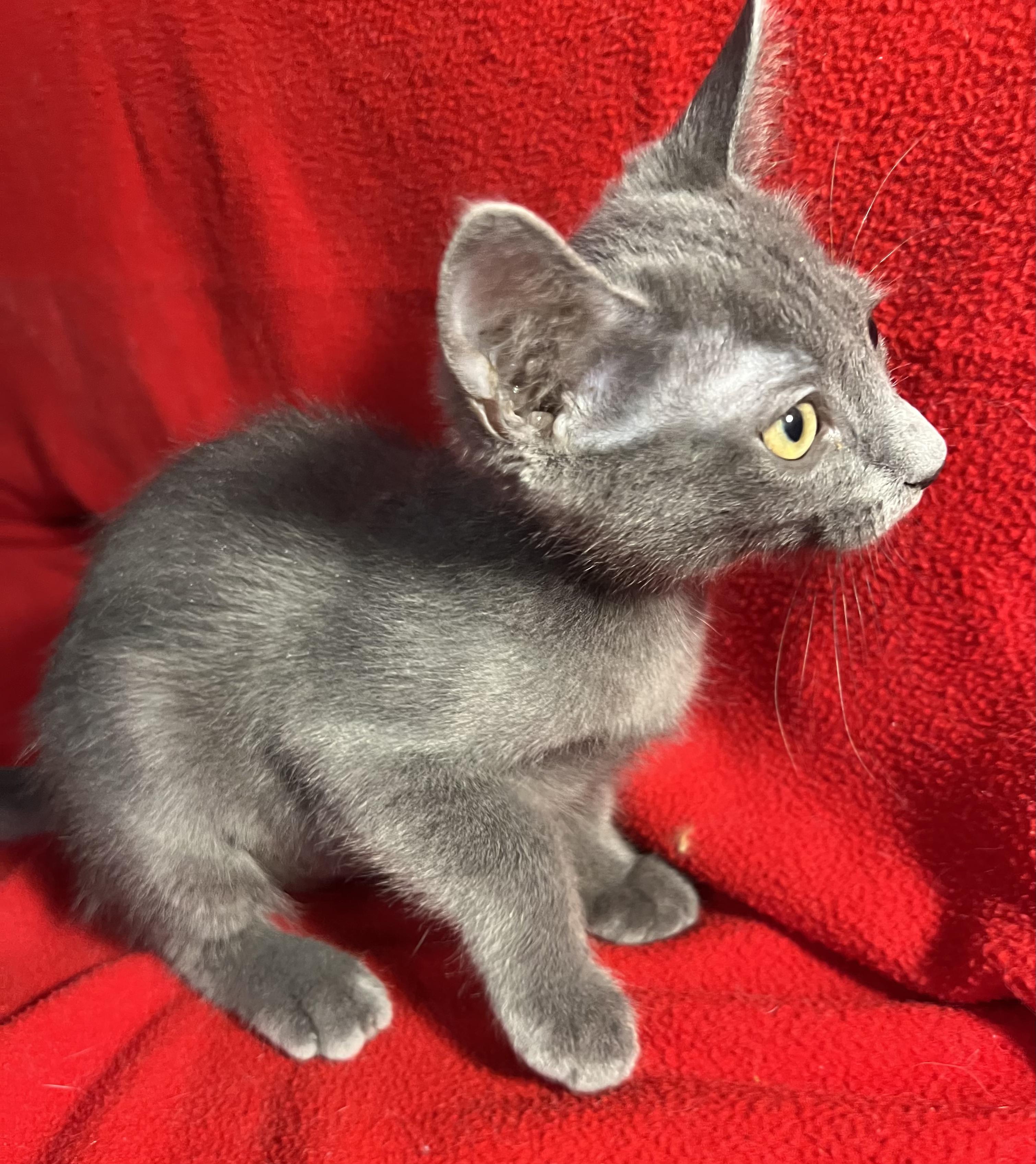 Pebbles-Portofino PetSmart