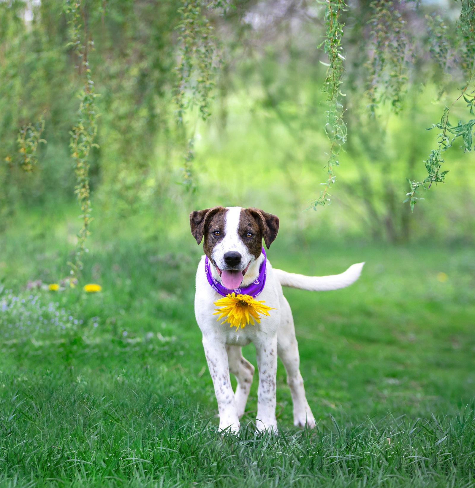 Cora, Adoptable, Young Female Coonhound & Cattle Dog.
