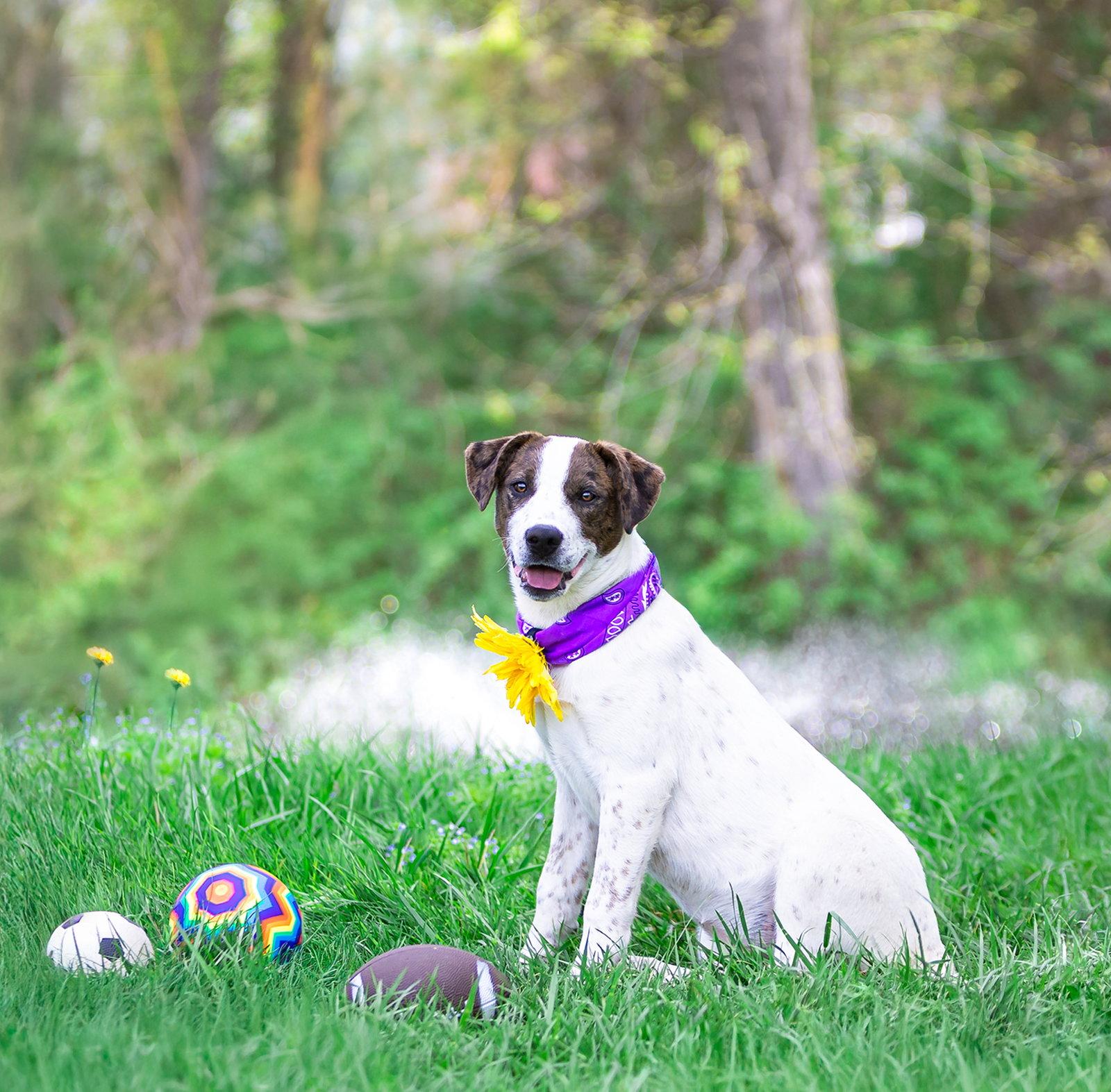 Enlarge Cora, a Adoptable mixed breed in Coatesville, PA image 2/3