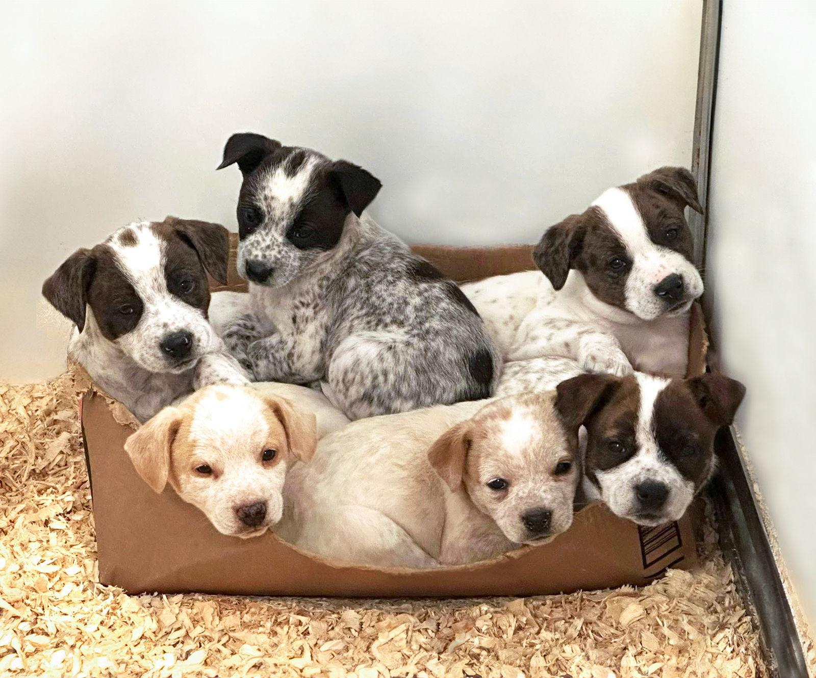 Enlarge Lara Pups Girls, a Adoptable mixed breed in Coatesville, PA image 1/1