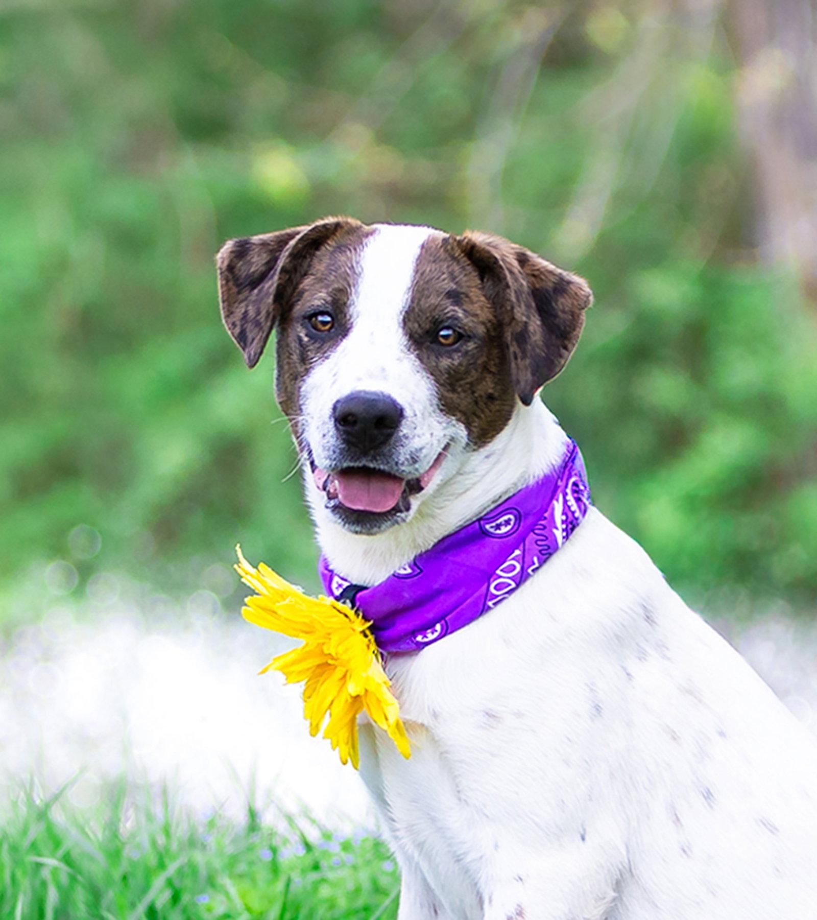 Enlarge Cora, a Adoptable mixed breed in Coatesville, PA image 3/3