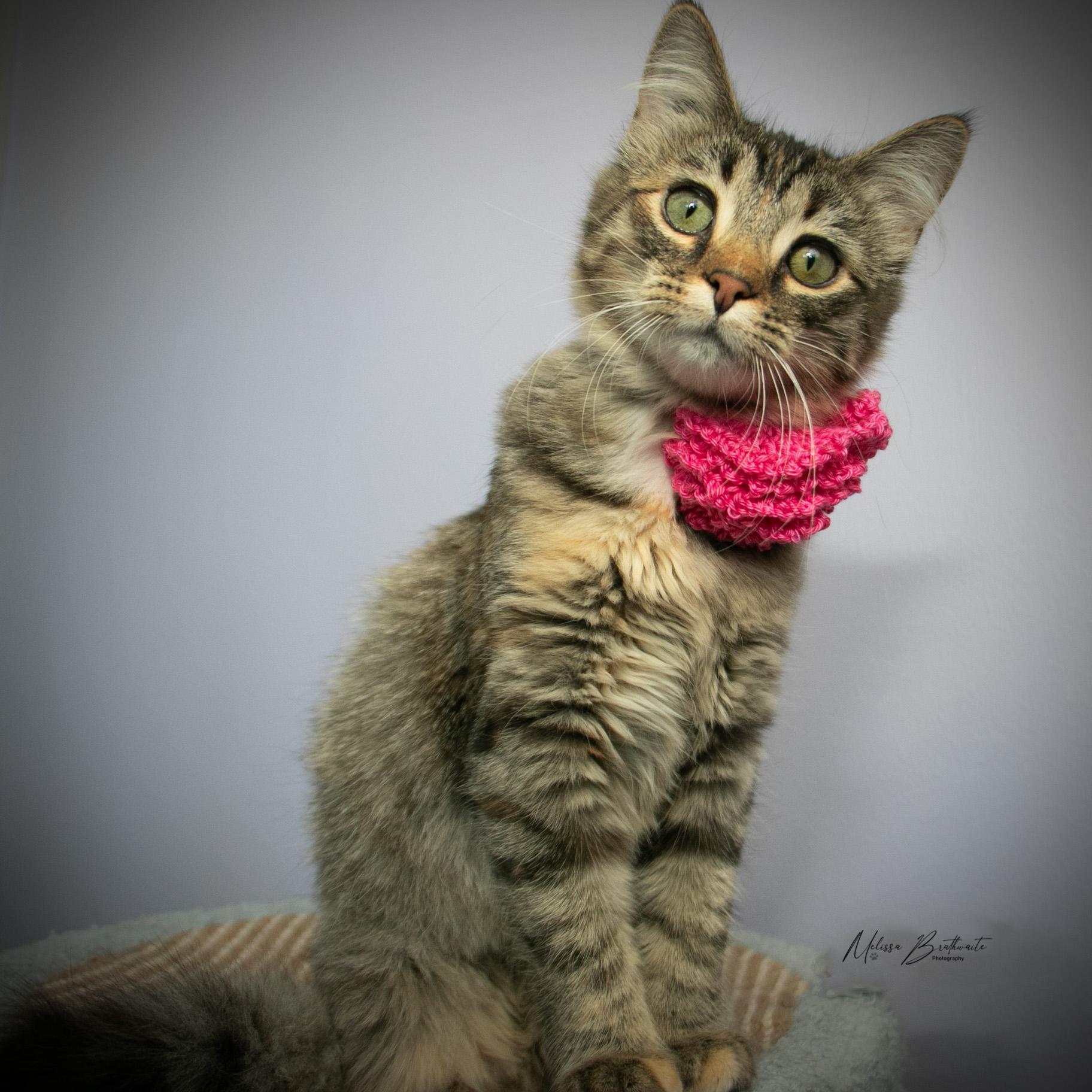 Sally, adoptable, Kitten Female Tabby.