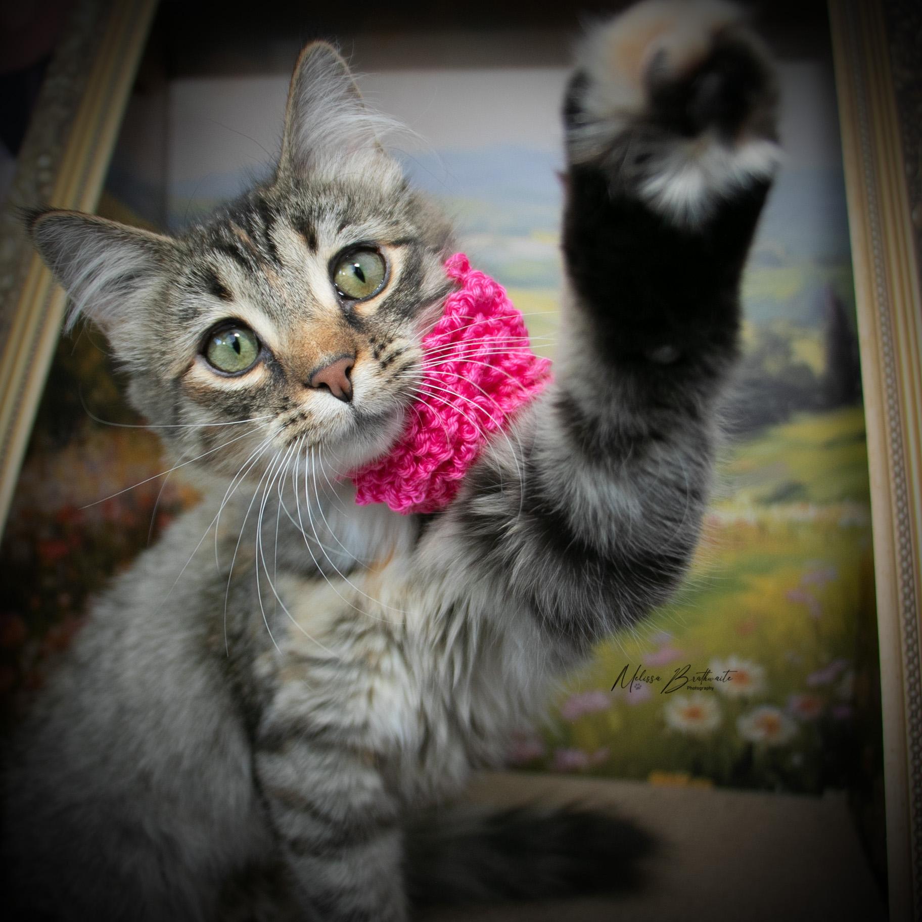 Enlarge Sally, an adoptable Tabby in Calgary, AB image 2/4