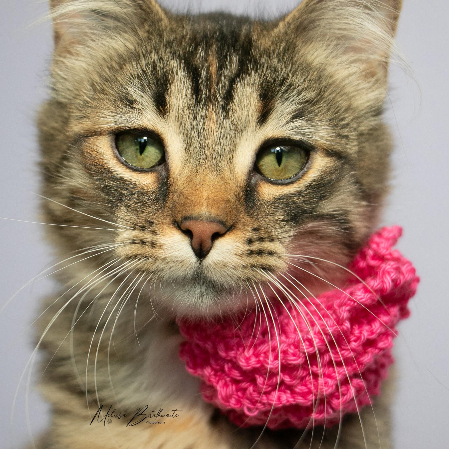 Enlarge Sally, an adoptable Tabby in Calgary, AB image 3/4