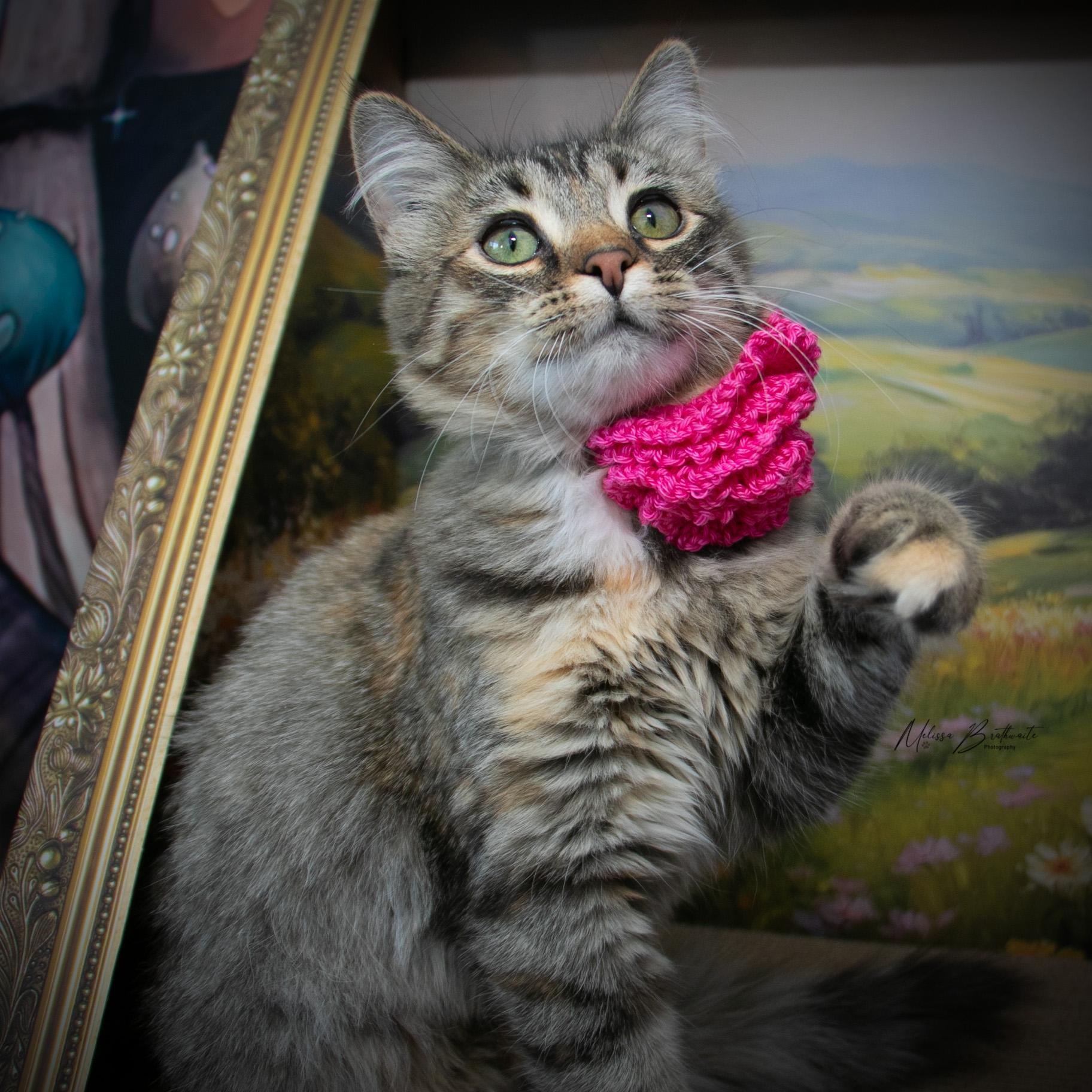 Enlarge Sally, an adoptable Tabby in Calgary, AB image 4/4