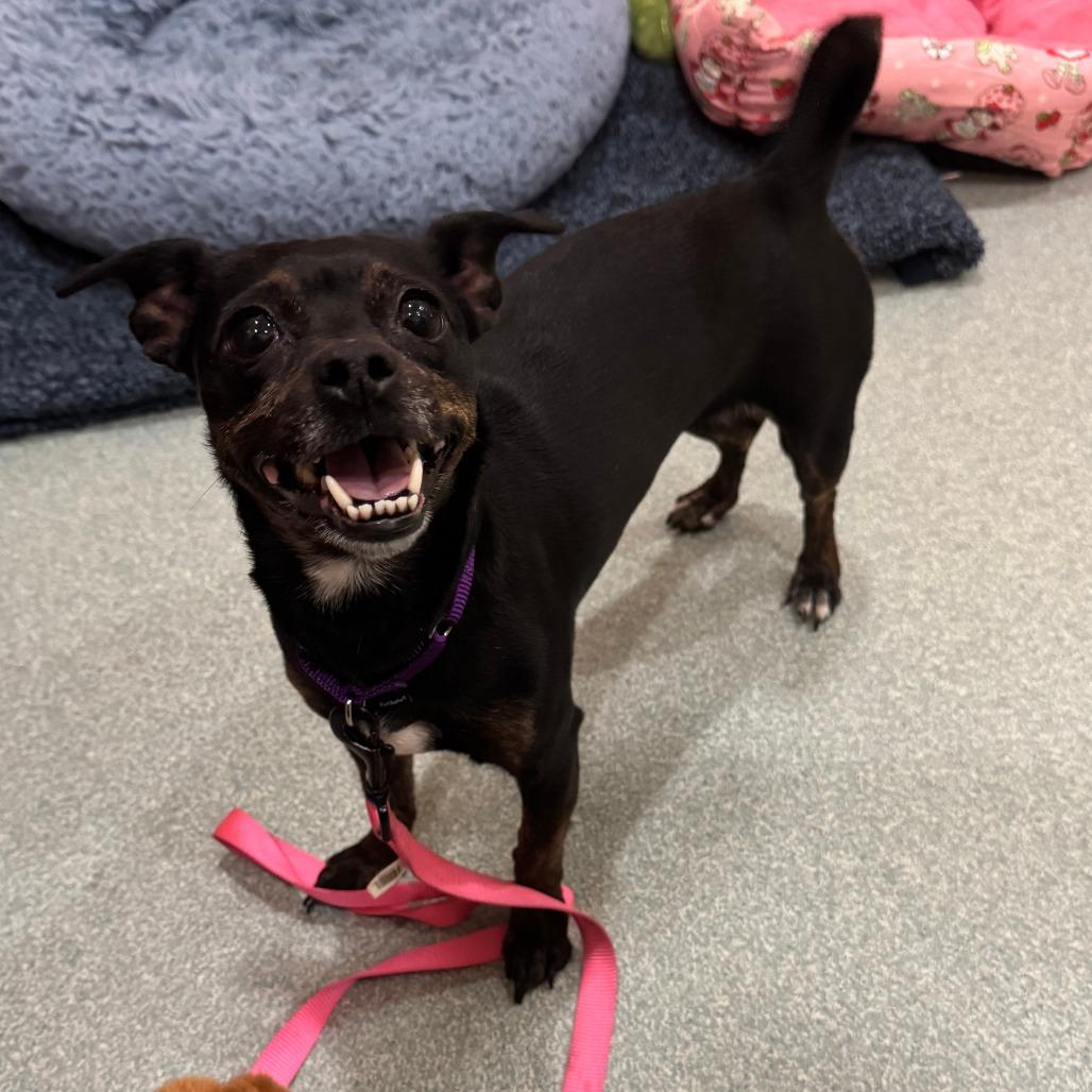 Diva $399, Adoptable, Adult Female Chihuahua.