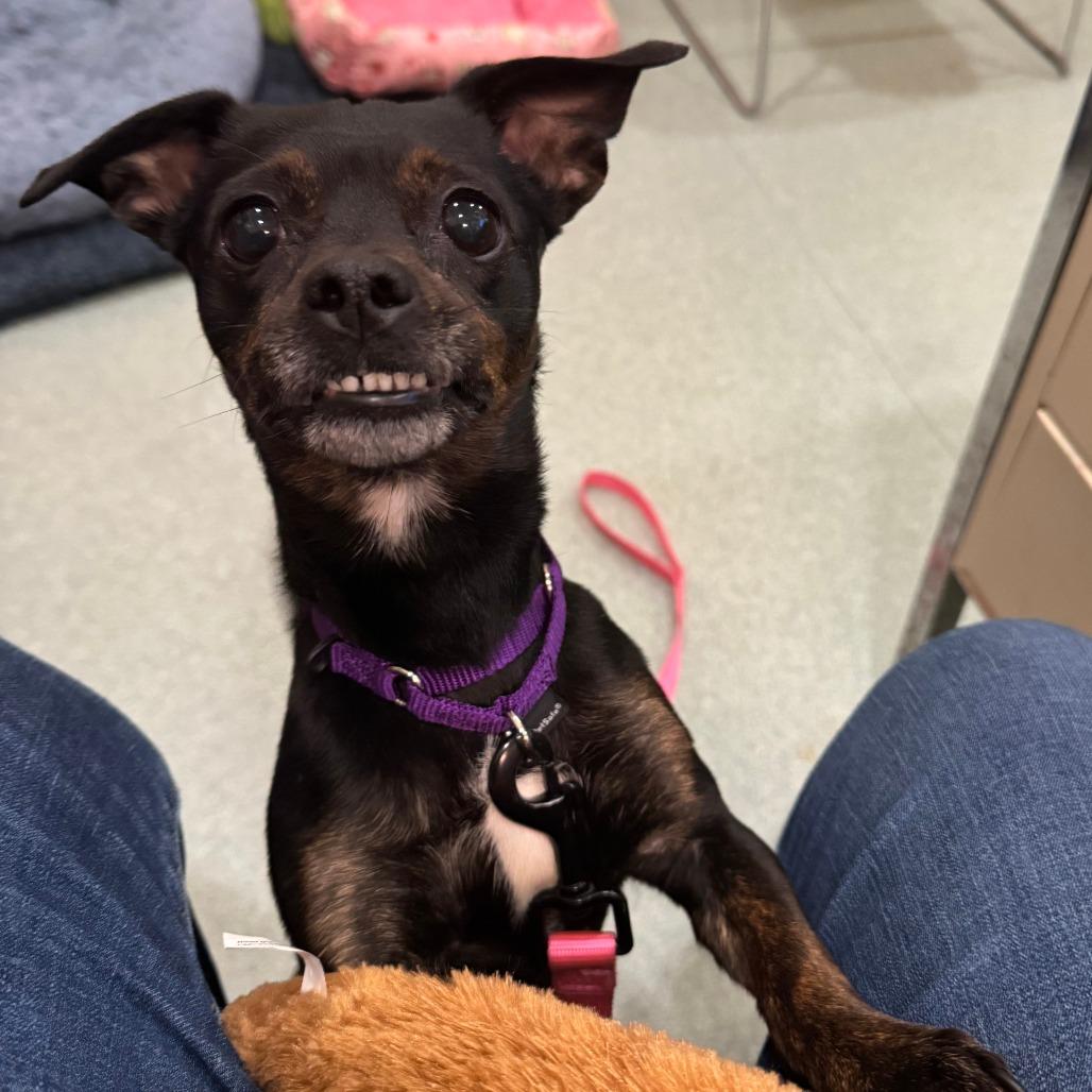 Enlarge Diva $399, a Adoptable mixed breed in Springfield, MA image 2/3