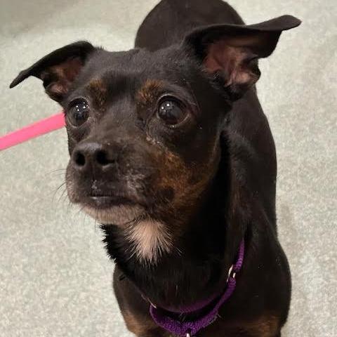 Enlarge Diva $399, a Adoptable mixed breed in Springfield, MA image 3/3