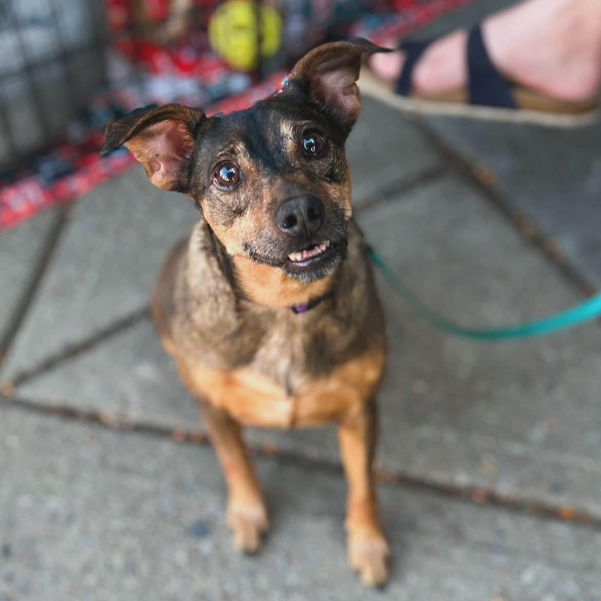 Enlarge Buddy, a ADOPTABLE mixed breed in West Falls, NY image 4/4