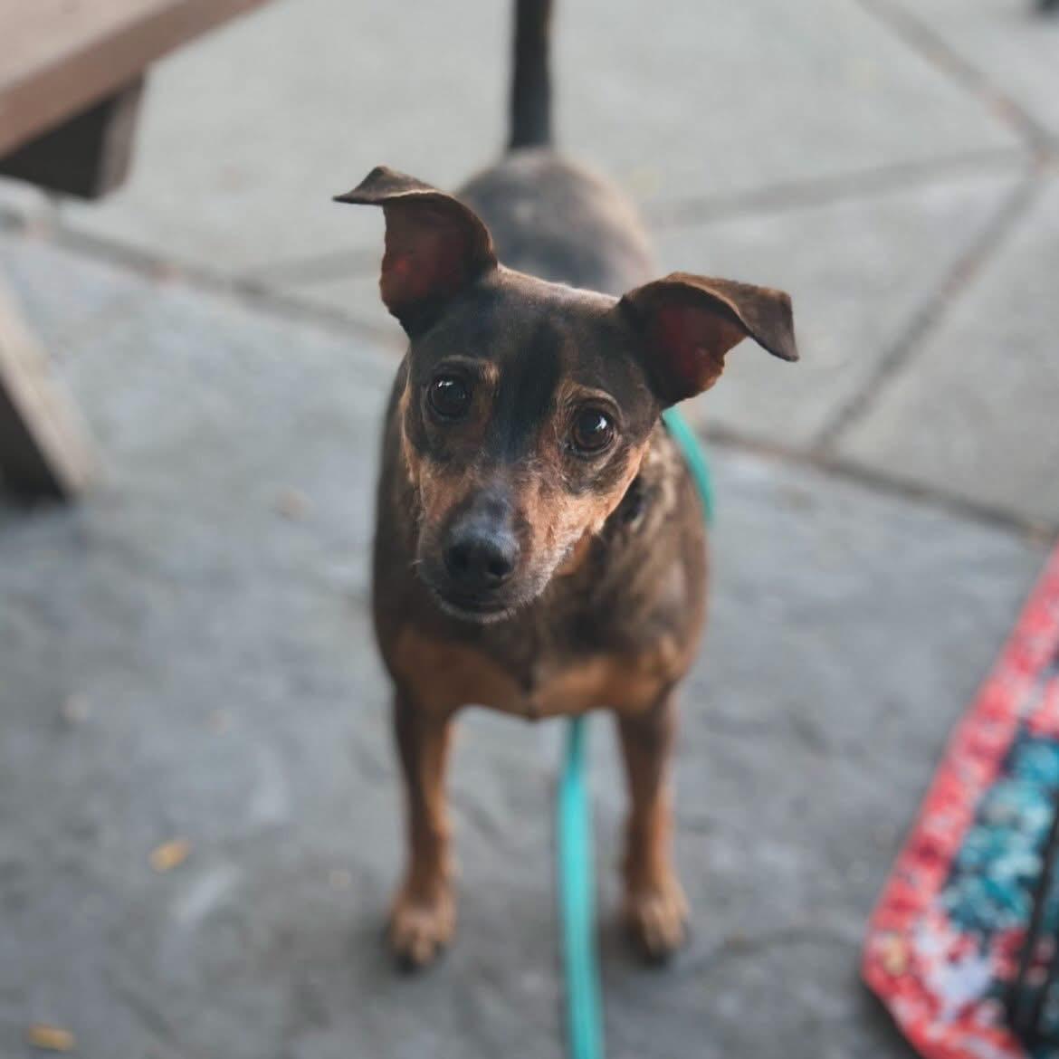 Enlarge Buddy, a ADOPTABLE mixed breed in West Falls, NY image 2/4