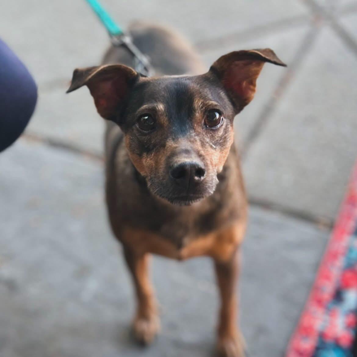 Buddy, ADOPTABLE, Young Male Miniature Pinscher & Chihuahua.