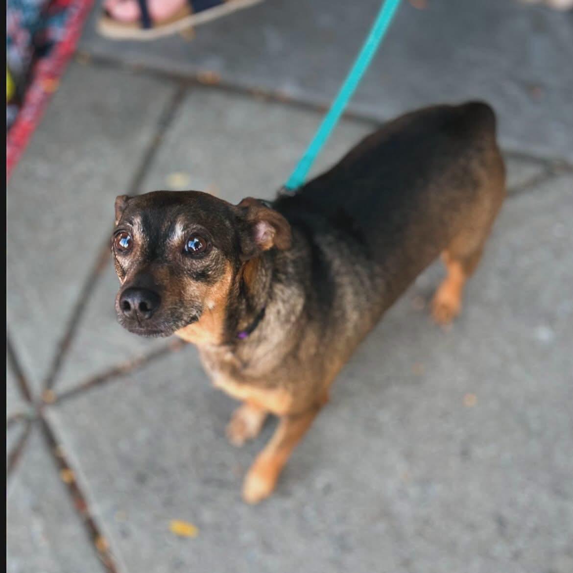 Enlarge Buddy, a ADOPTABLE mixed breed in West Falls, NY image 3/4