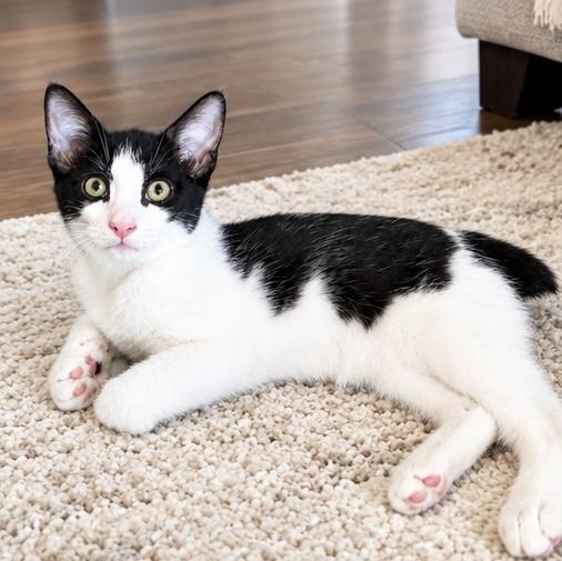 Benjamin, Adoptable, Kitten Male Domestic Short Hair.