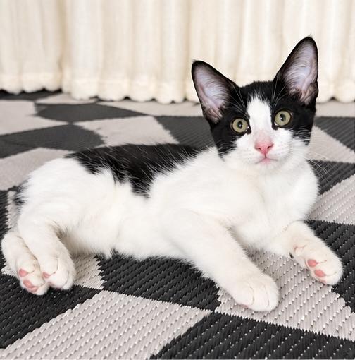 Enlarge Benjamin, a Adoptable mixed breed in Traverse City, MI image 2/6