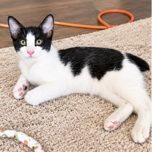 Enlarge Benjamin, a Adoptable mixed breed in Traverse City, MI image 5/6