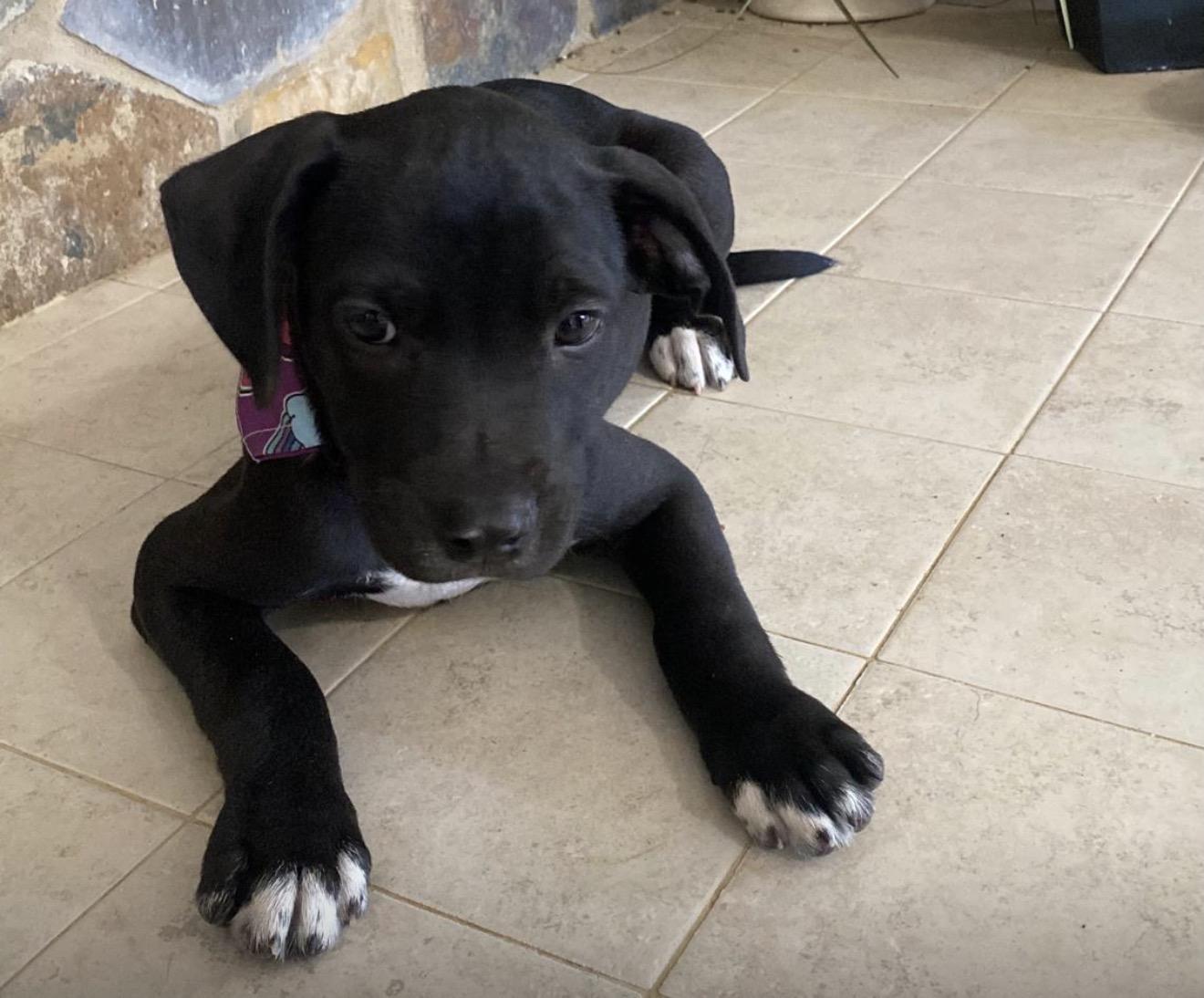 Enlarge Ophi, an adopted mixed breed in Carmel, NY image 3/3