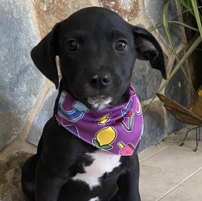 Enlarge Ophi, an adopted mixed breed in Carmel, NY image 1/3