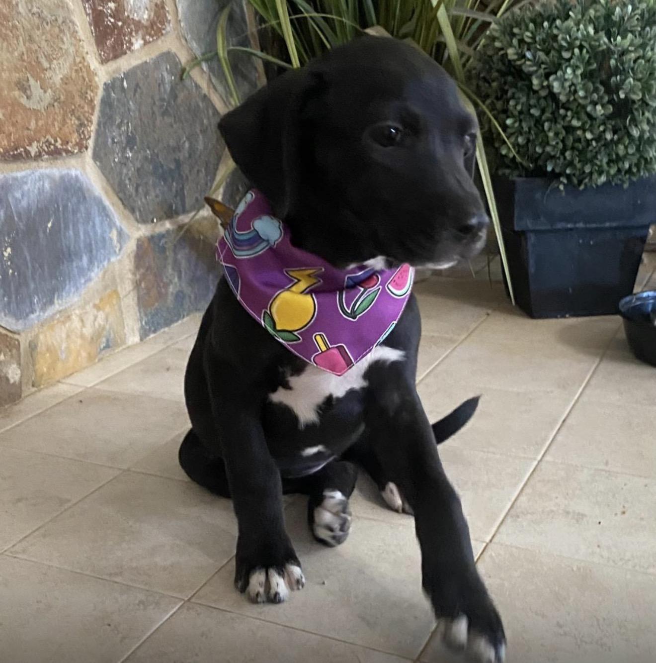 Enlarge Ophi, an adopted mixed breed in Carmel, NY image 2/3