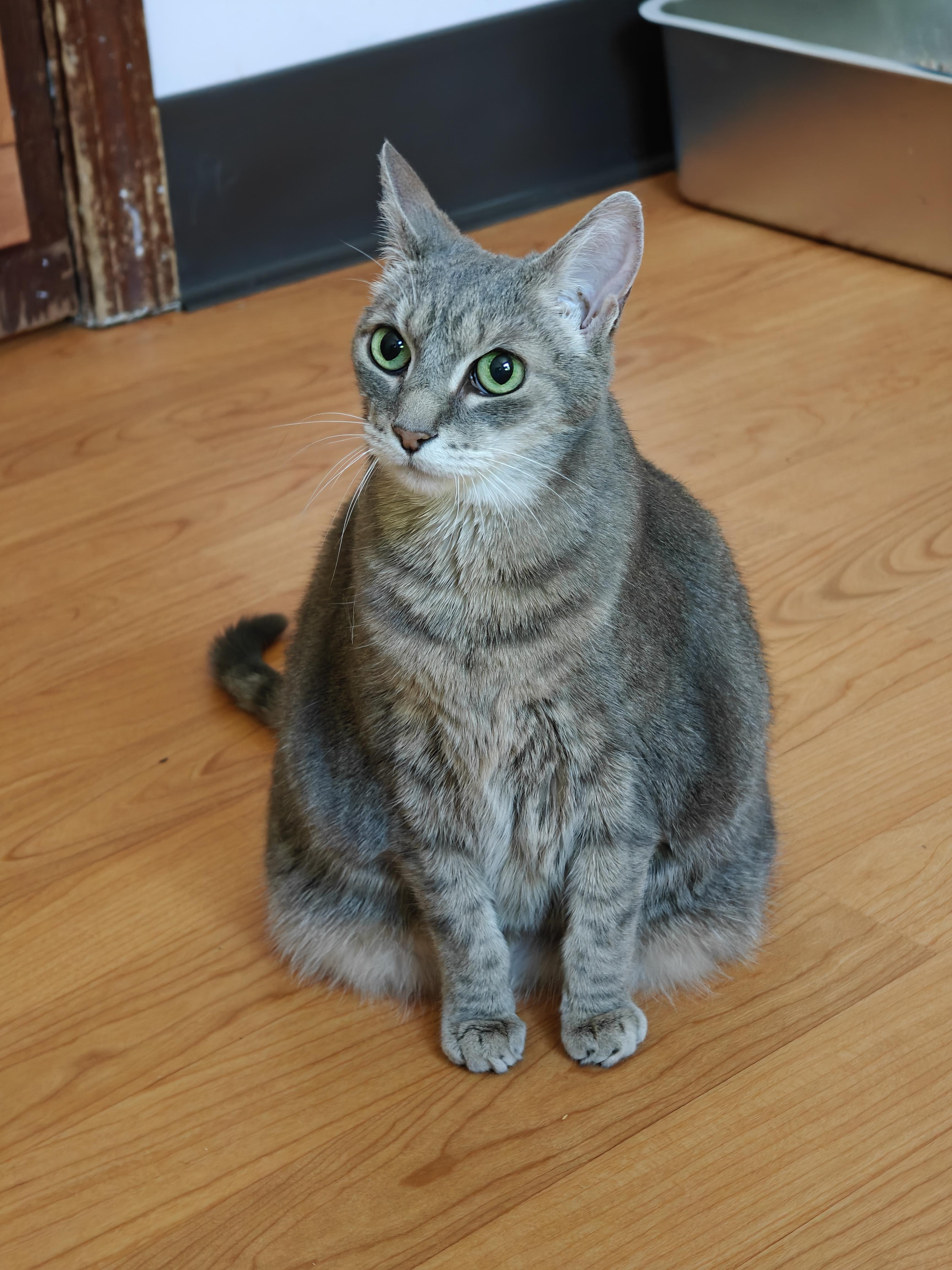Gigi, ADOPTABLE, Senior Female Domestic Short Hair.