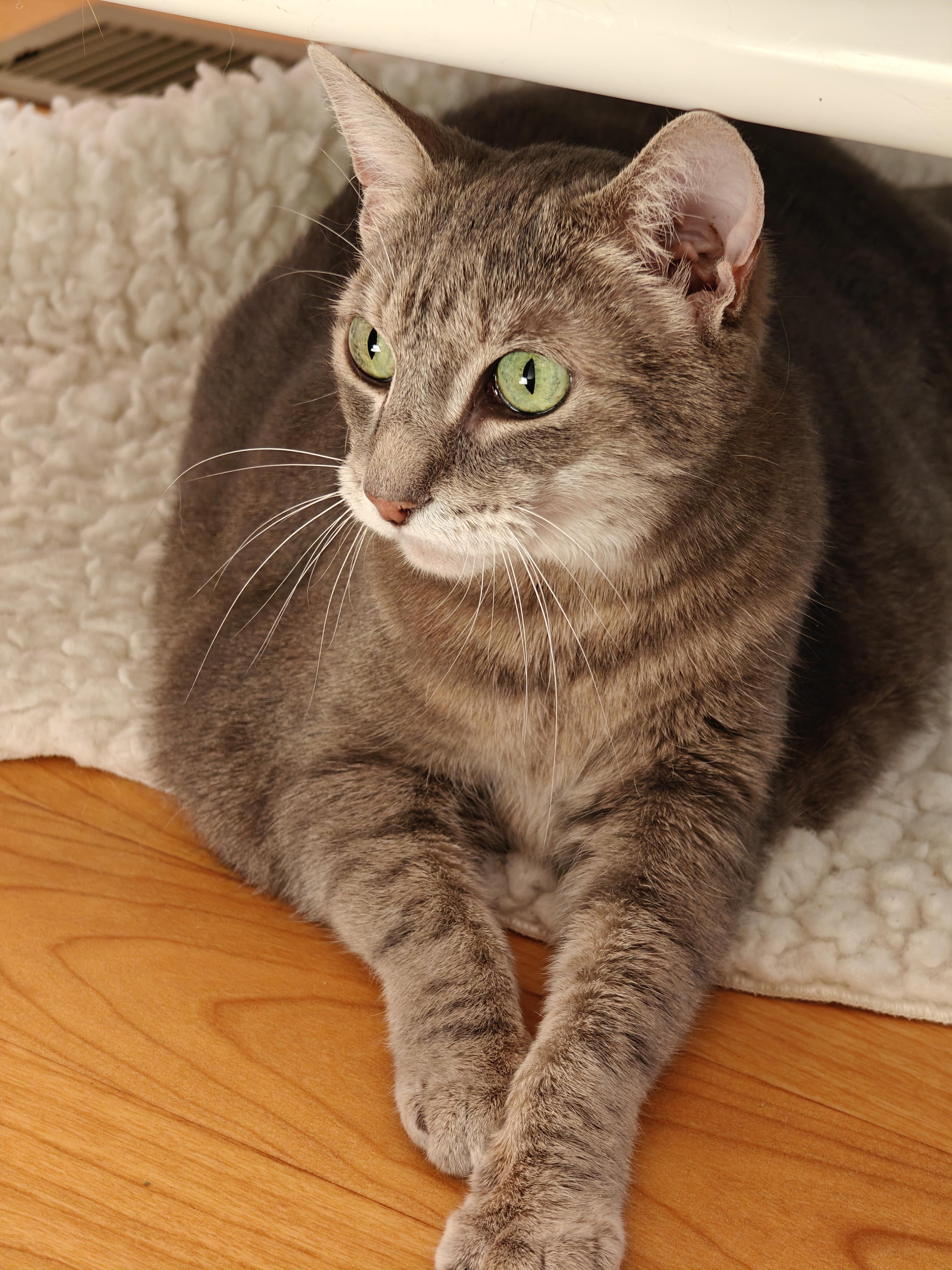 Gigi, a ADOPTABLE Domestic Short Hair in New Britain, CT image 2/5
