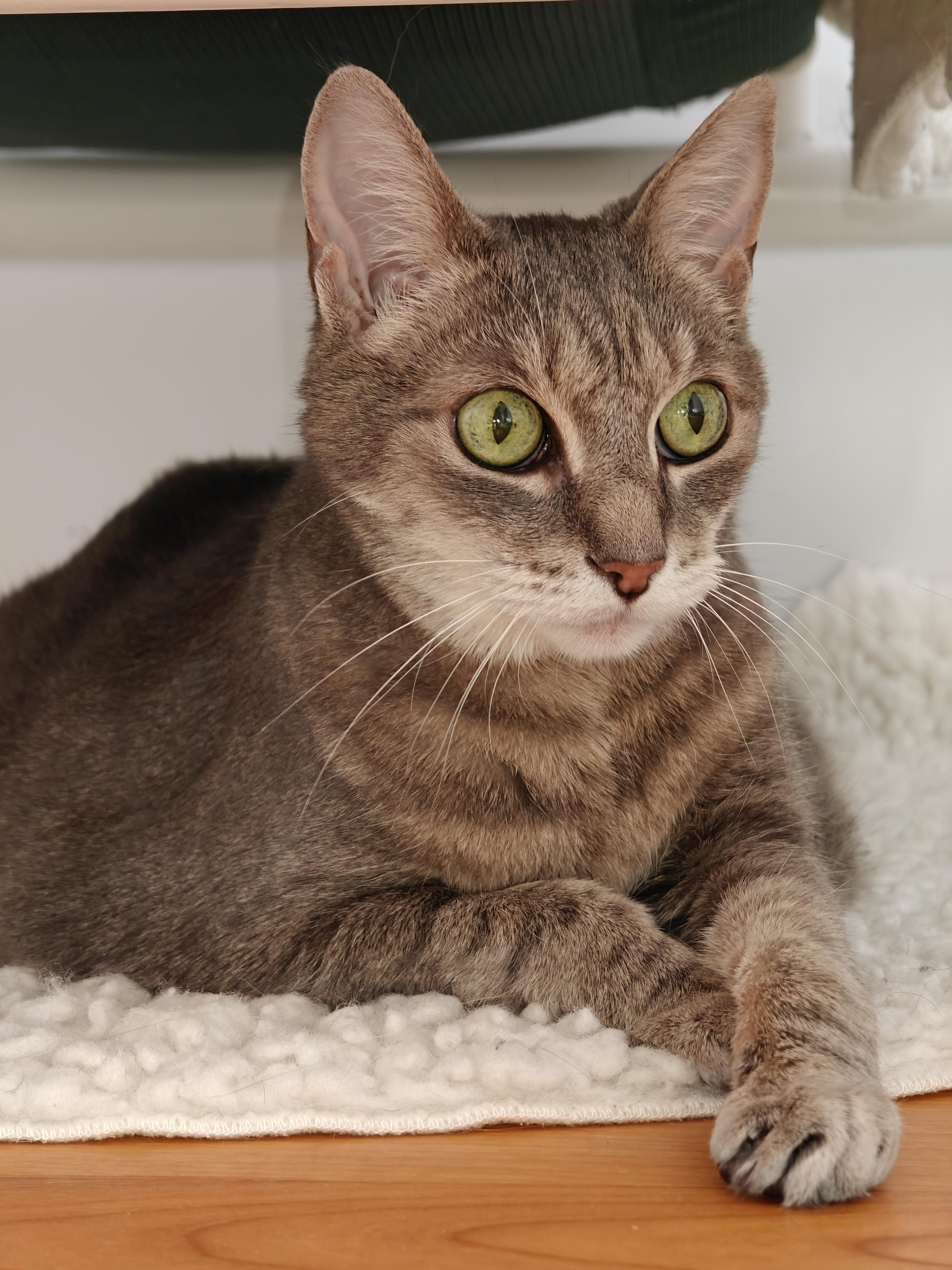 Gigi, a ADOPTABLE Domestic Short Hair in New Britain, CT image 3/5