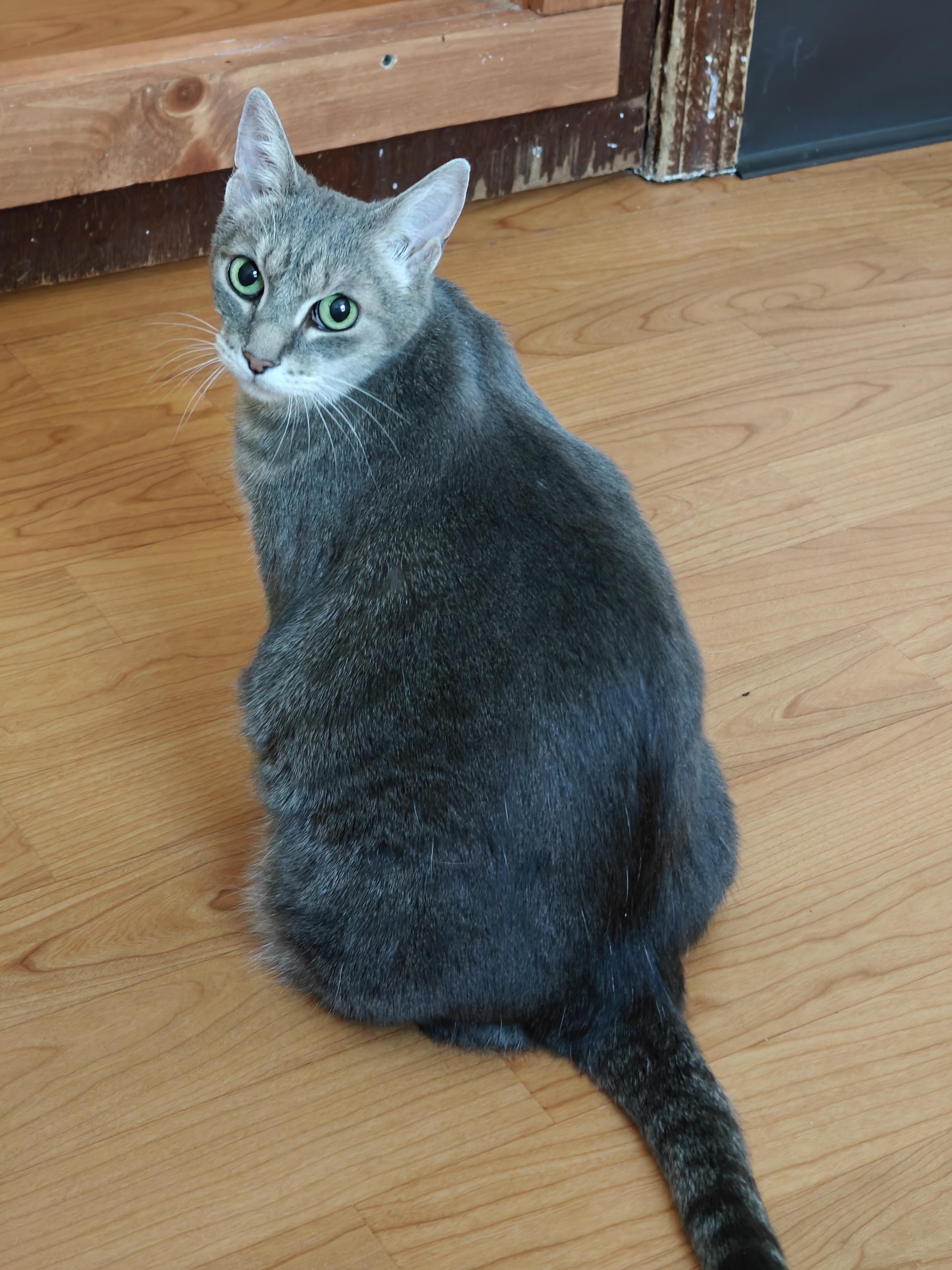 Gigi, a ADOPTABLE Domestic Short Hair in New Britain, CT image 5/5