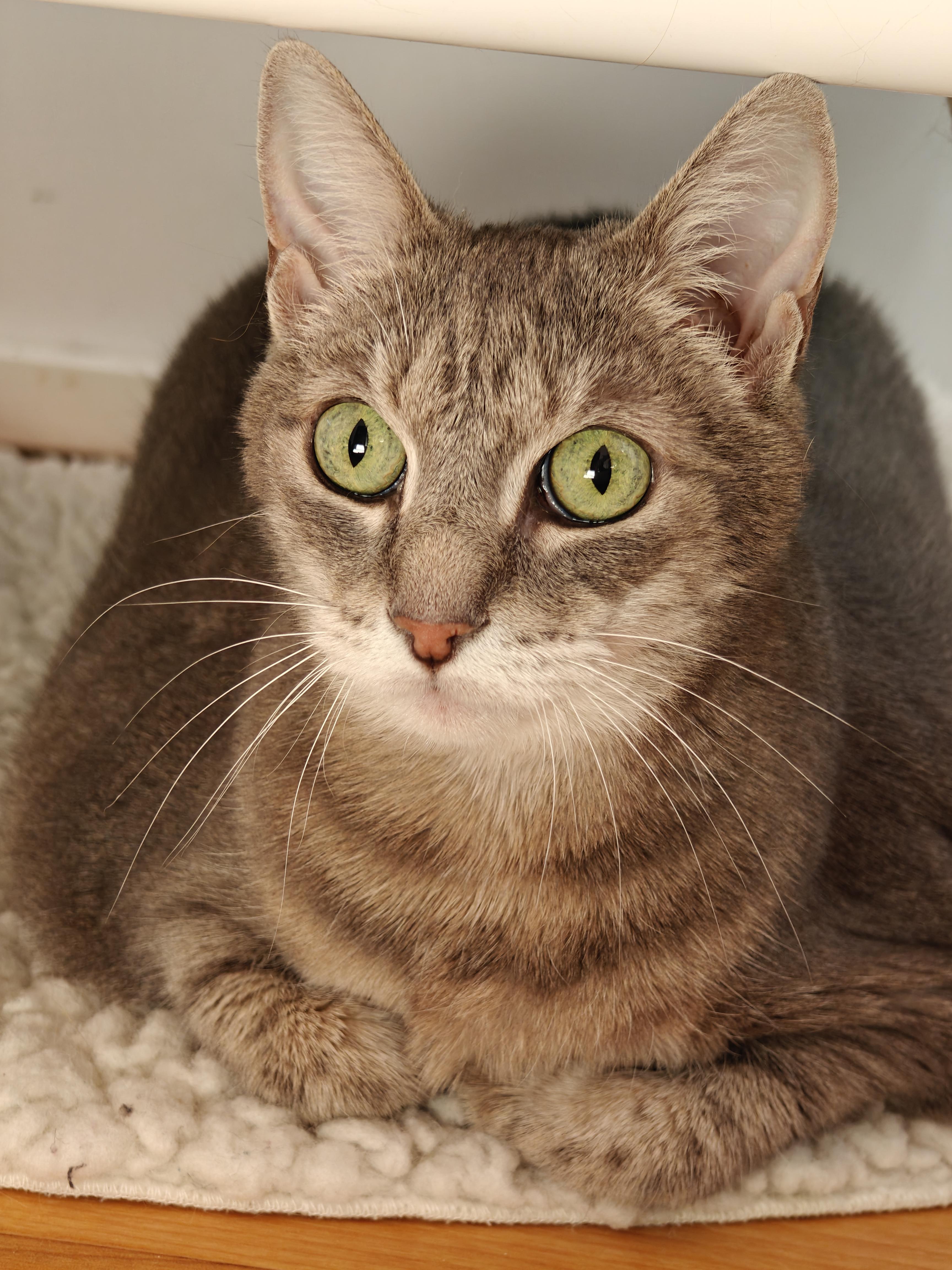 Gigi, a ADOPTABLE Domestic Short Hair in New Britain, CT image 4/5