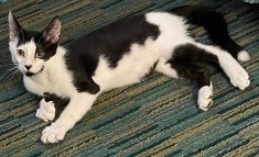 Trouble INDOOR ONLY, a Adoptable mixed breed in Stockton, CA image 1/12