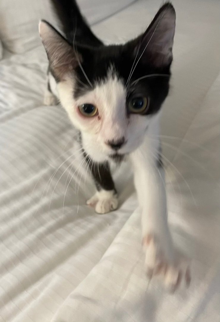 Trouble INDOOR ONLY — thumbnail 2