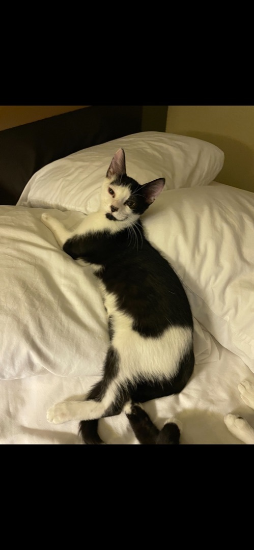 Trouble INDOOR ONLY, a Adoptable mixed breed in Stockton, CA image 3/12