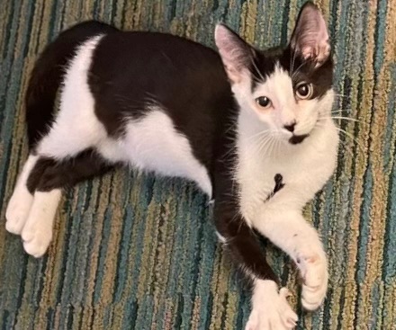 Trouble INDOOR ONLY — thumbnail 4