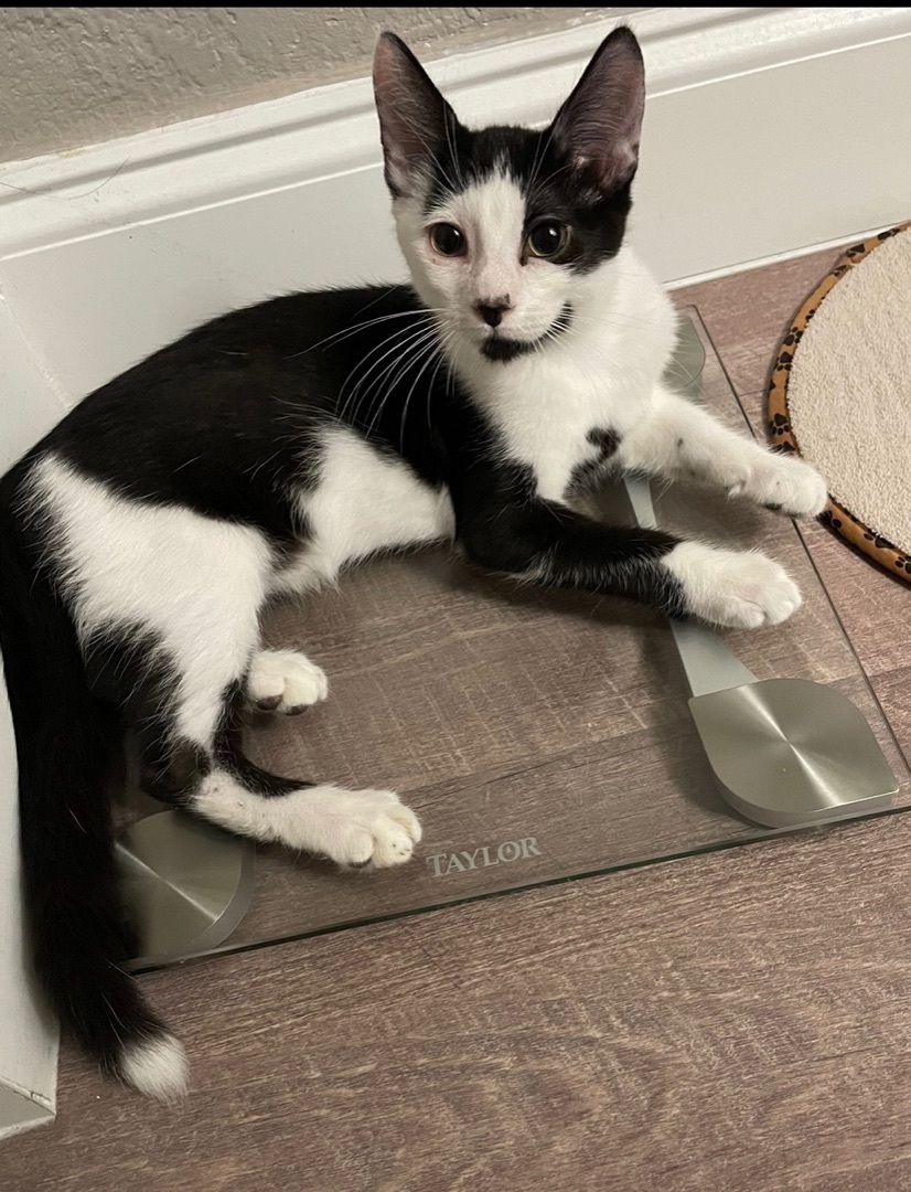 Trouble INDOOR ONLY, a Adoptable mixed breed in Stockton, CA image 5/12