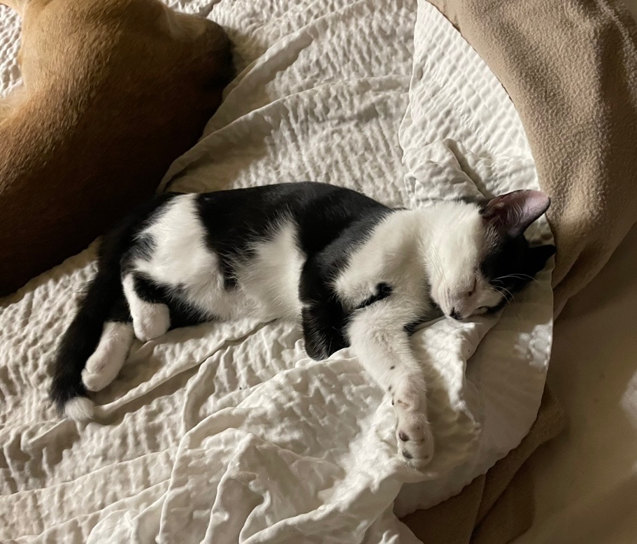 Trouble INDOOR ONLY, a Adoptable mixed breed in Stockton, CA image 6/12